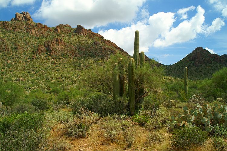 Saguaro National Park #5
