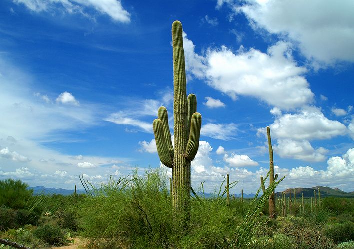 Saguaro National Park #8