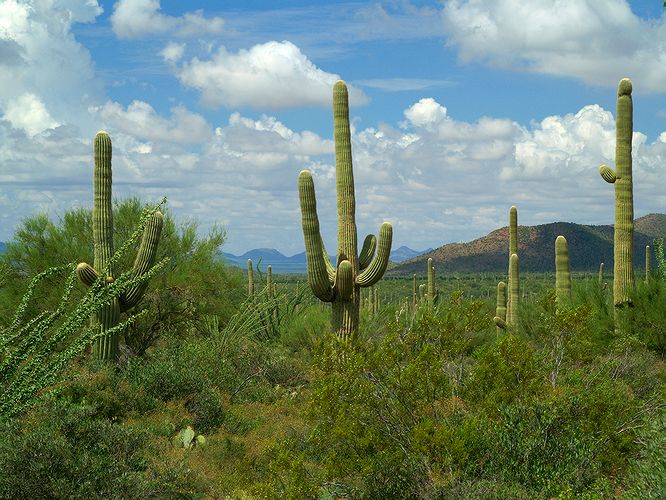 Saguaro National Park #9