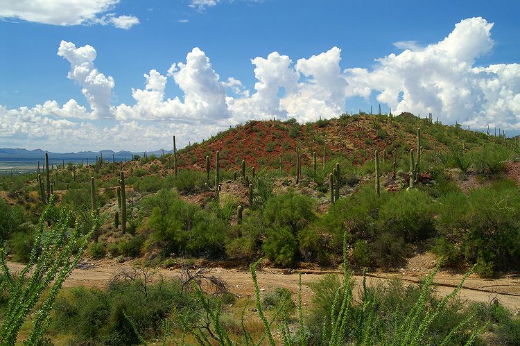 Saguaro National Park  #10