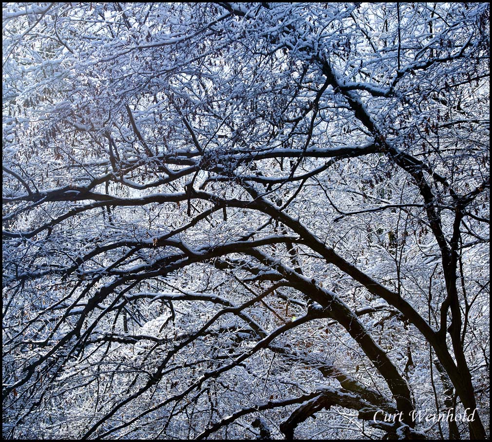 Snow Silhouette