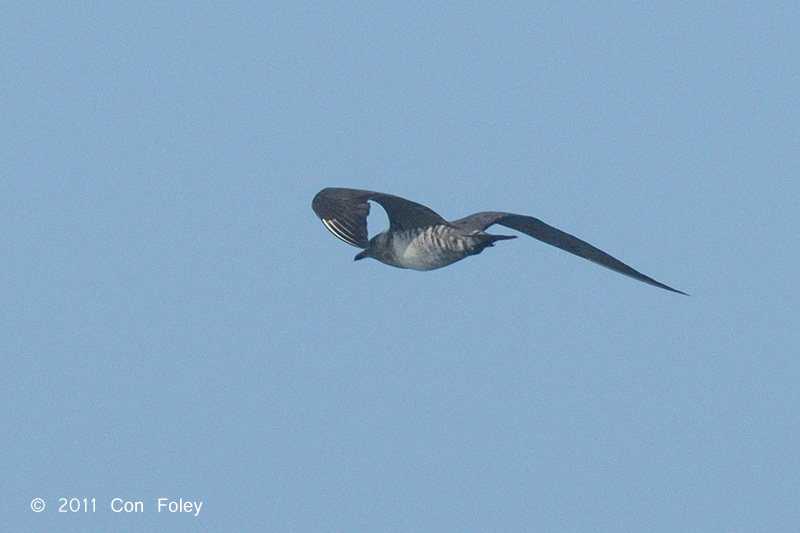 Skua, Long-tailed @ Straits of Singapore