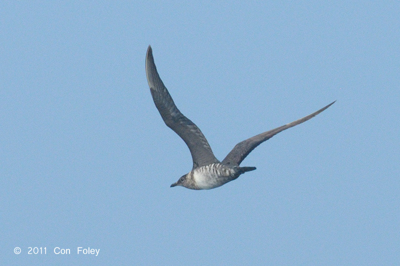 Skua, Long-tailed @ Straits of Singapore