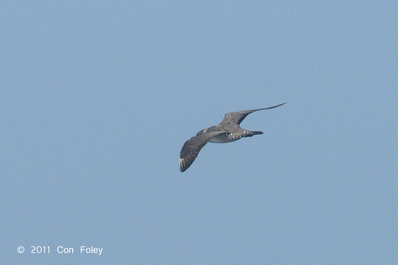 Skua, Long-tailed @ Straits of Singapore