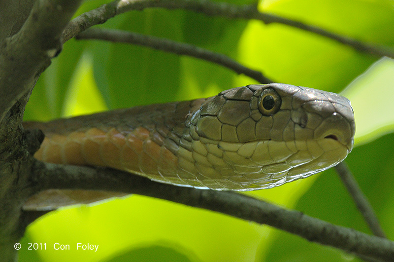 Cobra, King @ Sungei Buloh