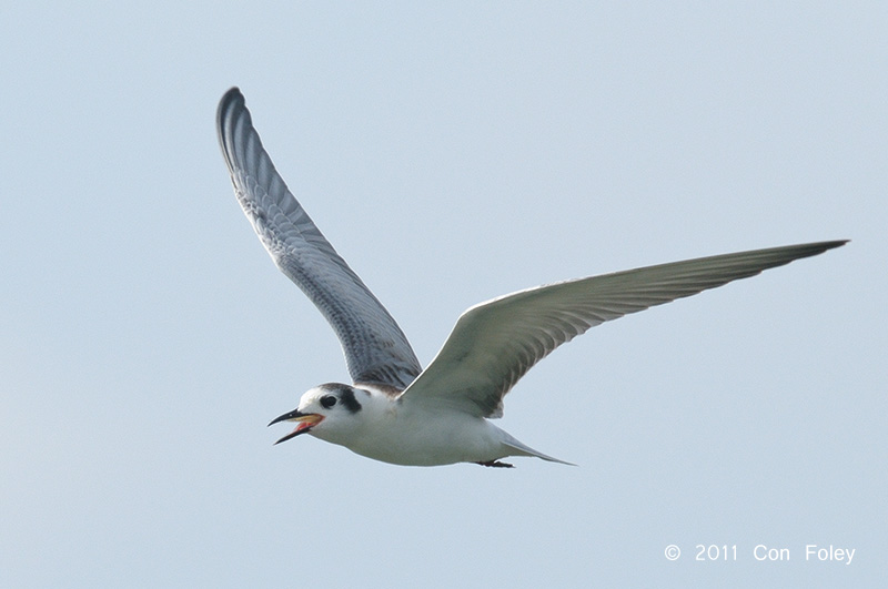 Tern, White-winged (juv) @ Kranji