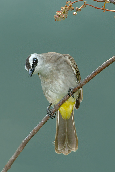 Bulbul, Yellow-vented @ Hindhede