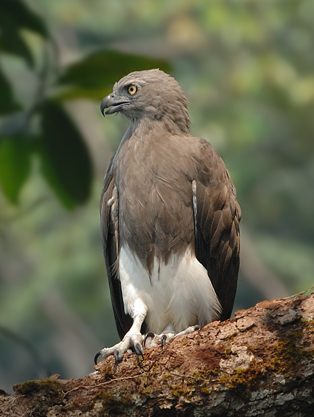 Eagle, Lesser Fish @ Sungei Tahan