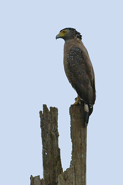 Eagle, Crested Serpent