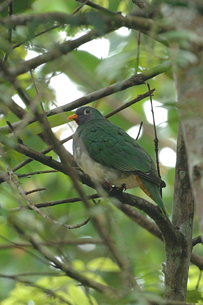 Dove, Jambu Fruit (female)