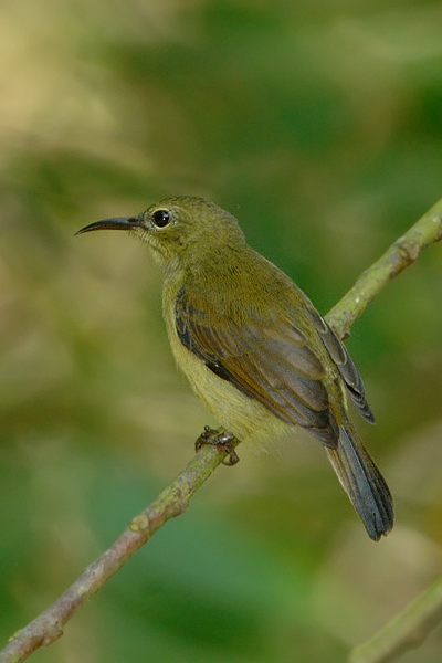 Sunbird, Crimson (female) @ Hindhede