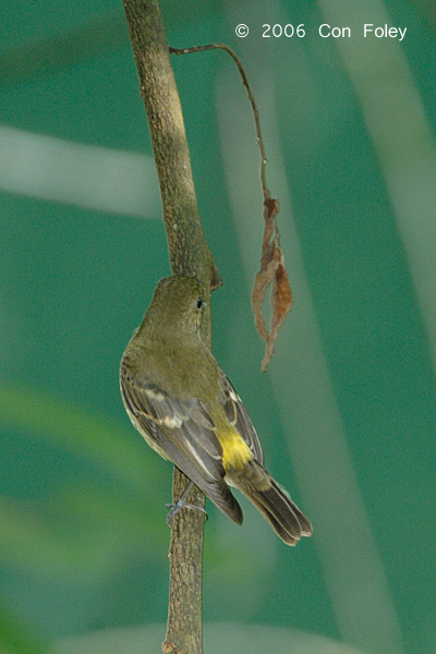 Flycatcher, Yellow-rumped (female) @ Hindhede