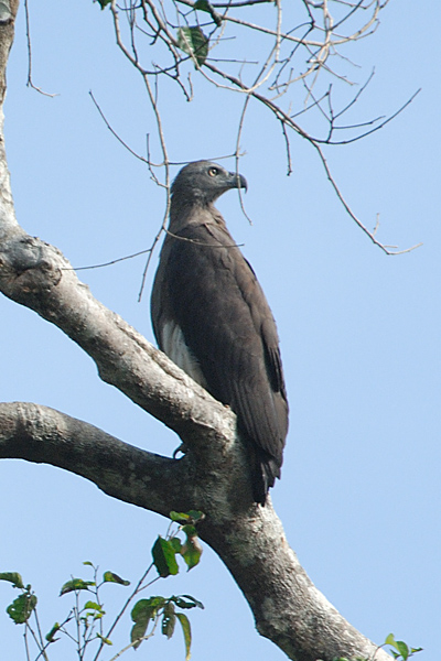 Eagle, Grey-headed Fish @ Kinabatangan