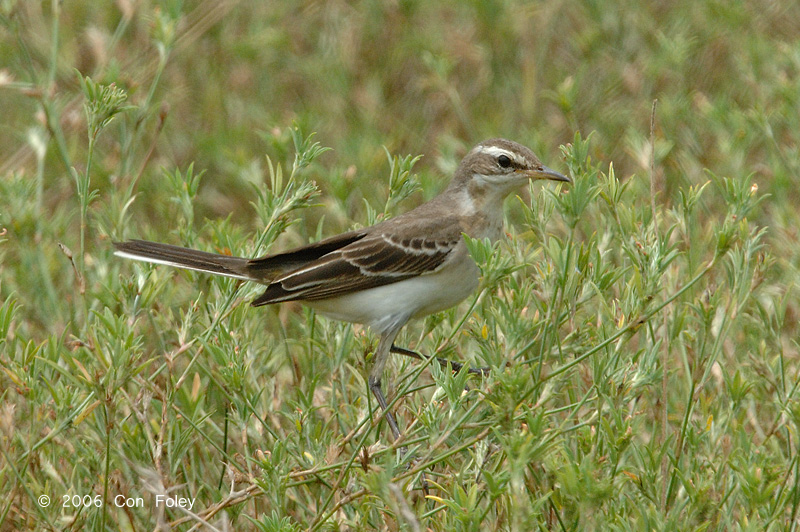 Wagtail, Yellow (juvenile) @ Changi