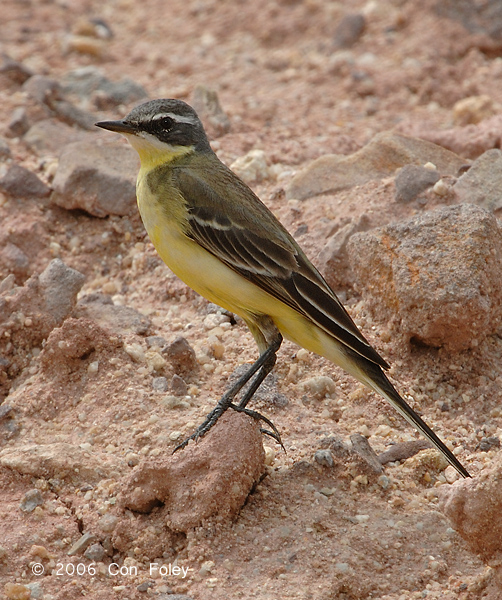 Wagtail, Yellow @ Changi