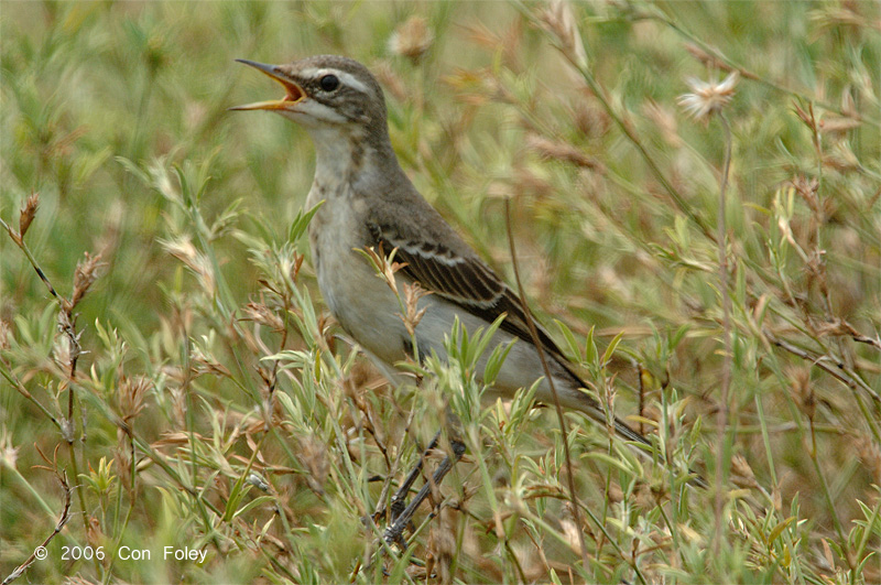 Wagtail, Yellow (juvenile) @ Changi