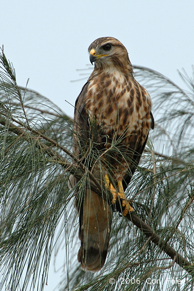 Buzzard, Common @ Changi