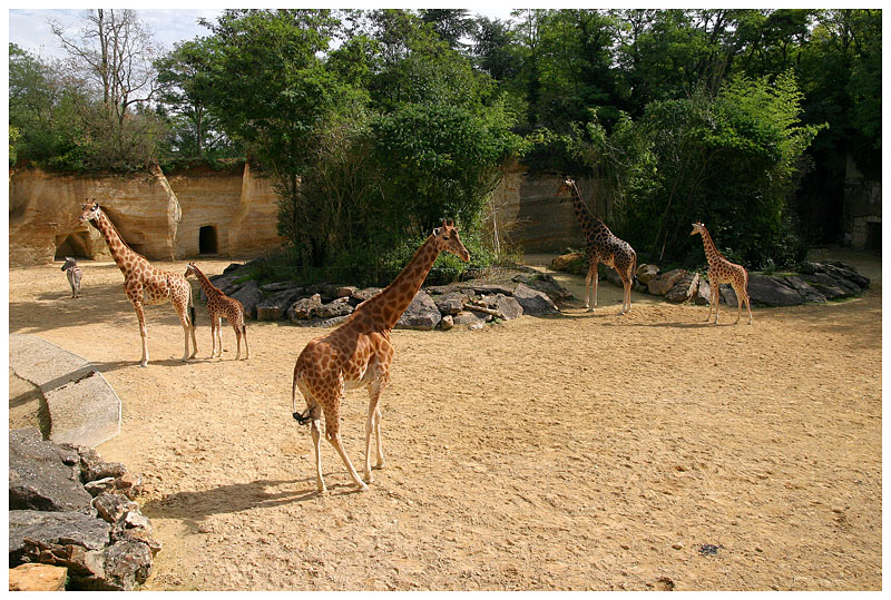 Girafes