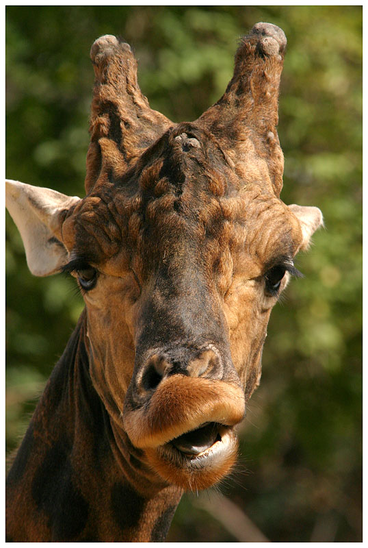 Girafe