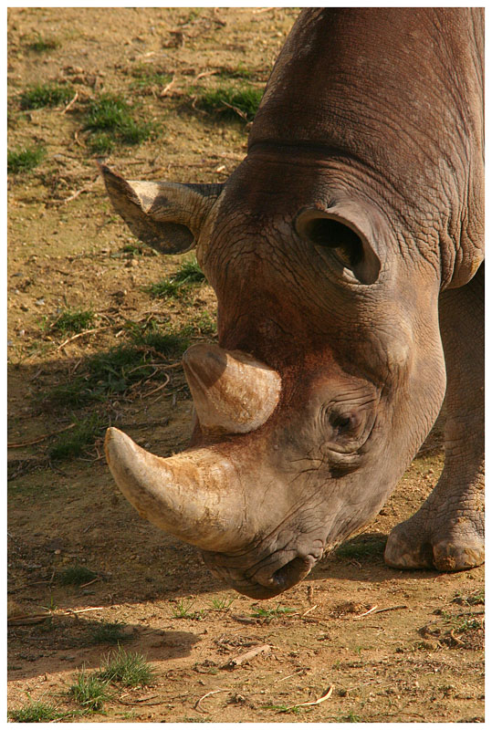 Rhinocros noir