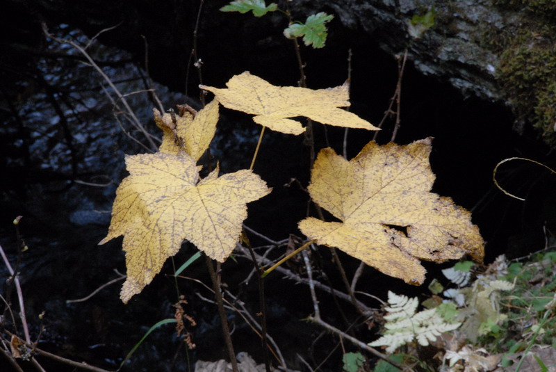DSC_2092_resize.JPG