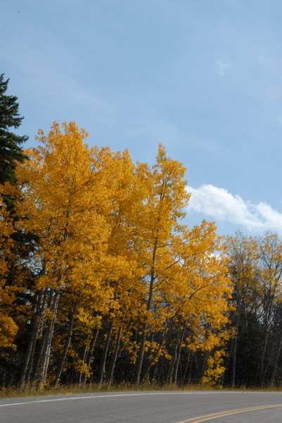 DSC_2145_resize.JPG