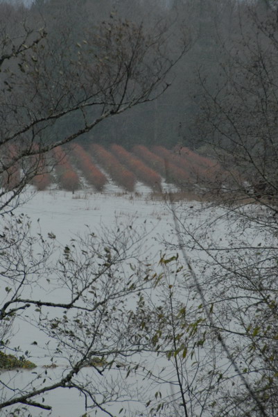 DSC_2550_resize.JPG