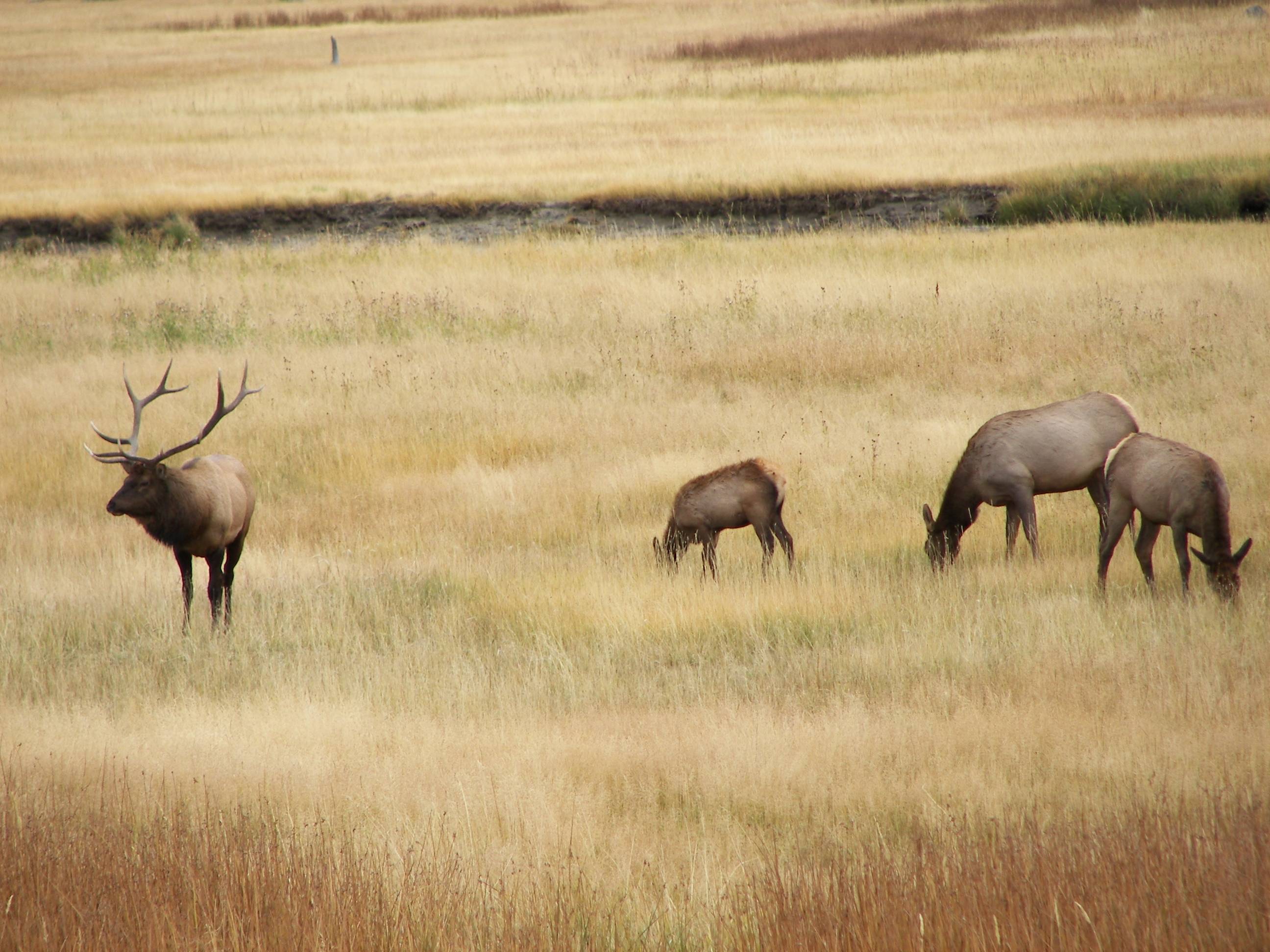 Yellowstone Lake Firehole River Area 007.jpg