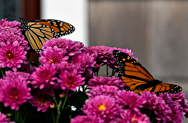 monarchs3_resize.jpg