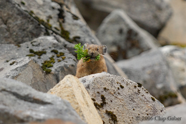 surprised pika surprised pika