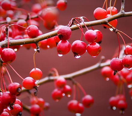 Wet Red Berries 20061012