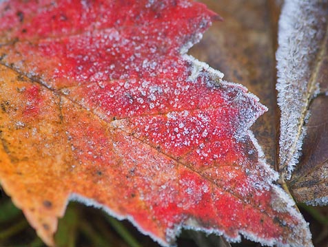 Friggin Frost 20061103