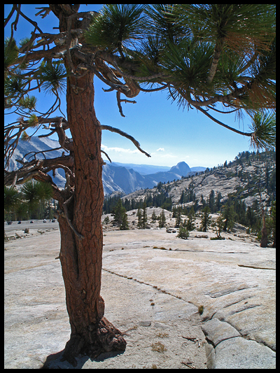 half dome in the background