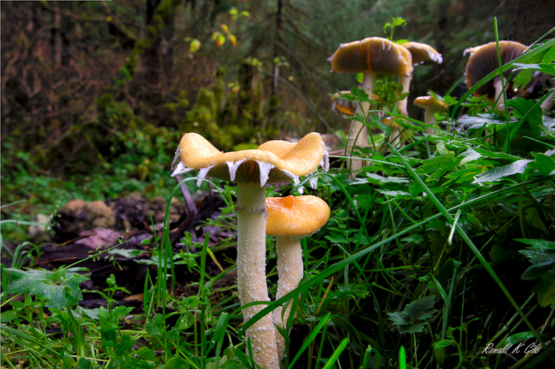 Montana Creek mushrooms lr 800-.jpg