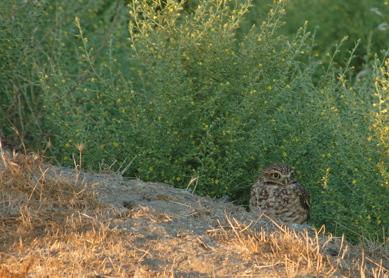 A Burrowed Owl