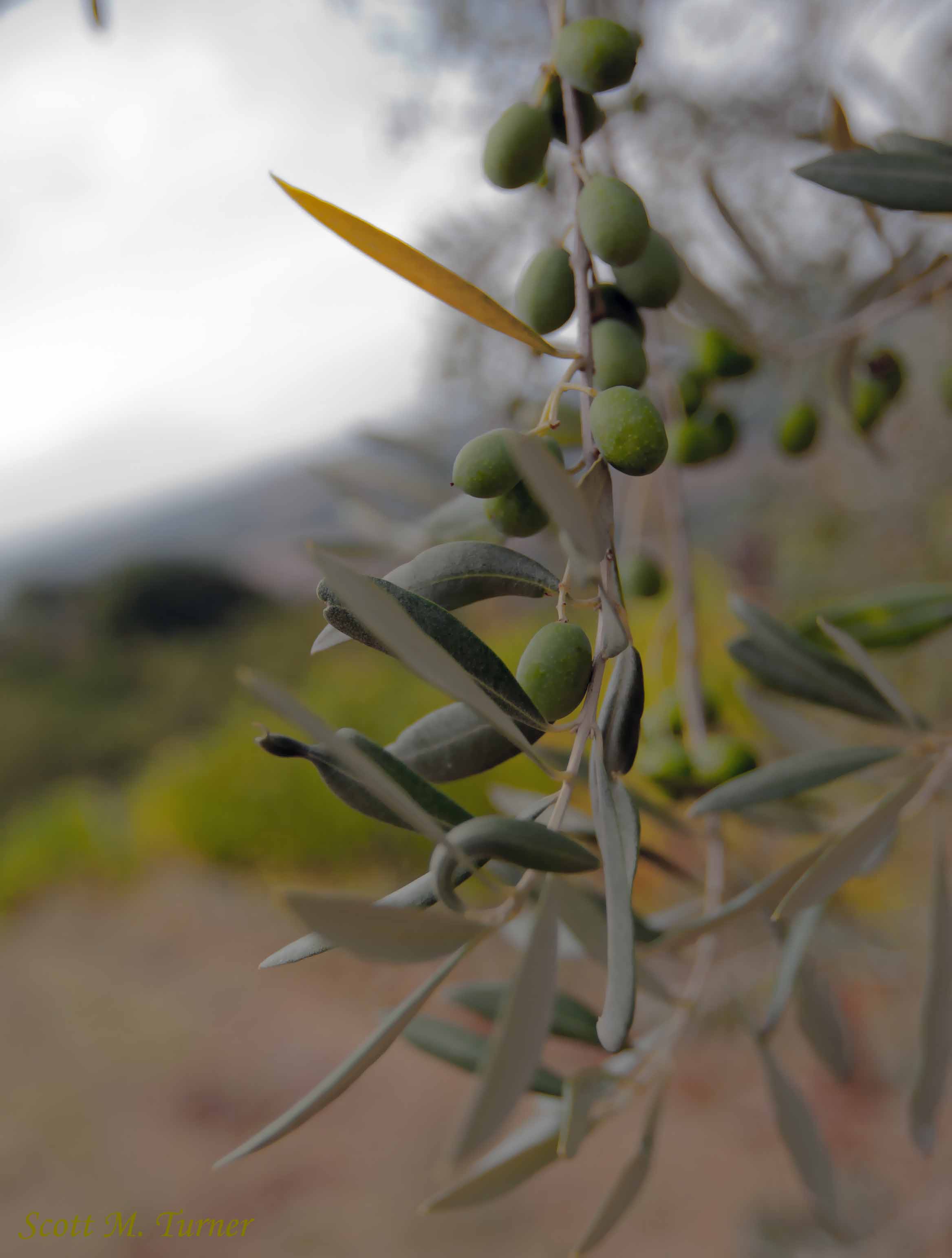 Olives not yet ripe