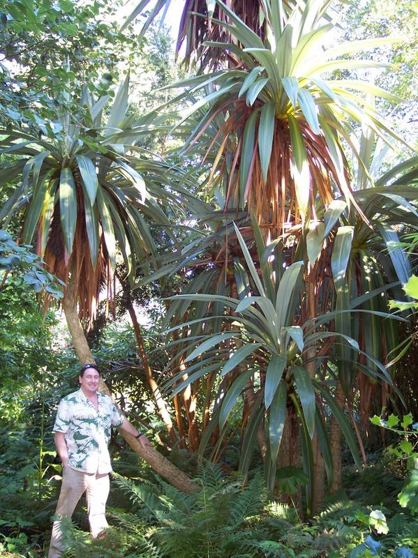 Cordyline indivisa, Mt. Stewart, Northern Ireland