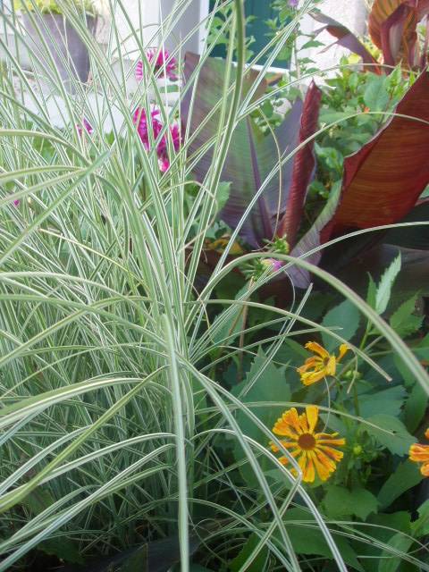 MISCANTHUS sinensis Morning Light 