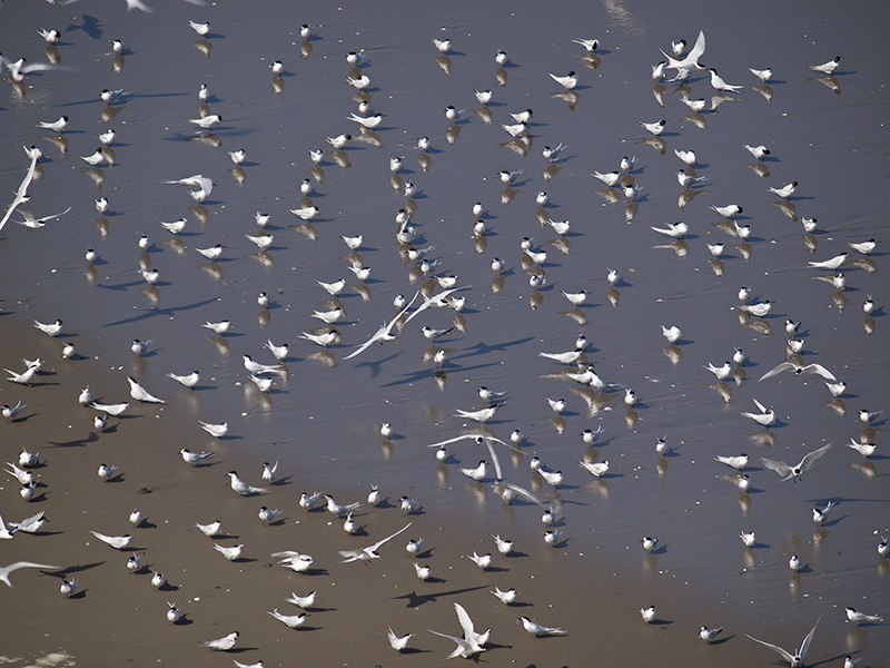 White-fronted Terns _A038642.jpg