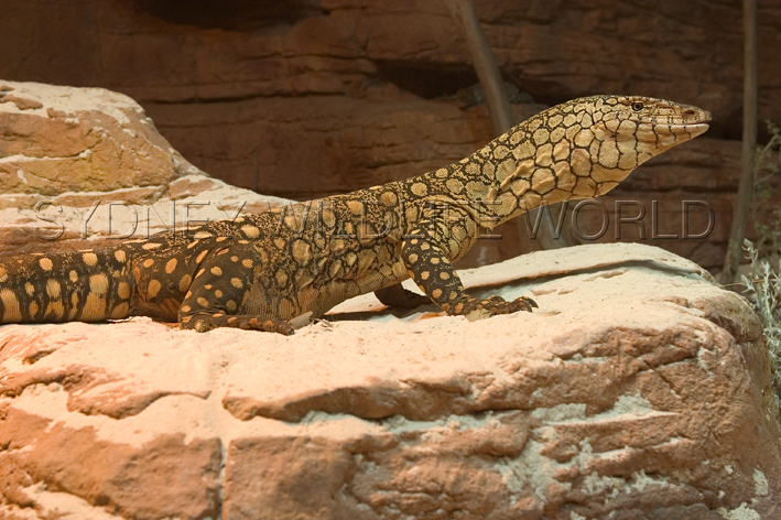 male perentie 2.jpg