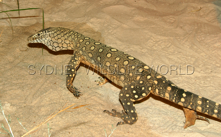 female perentie 3.jpg