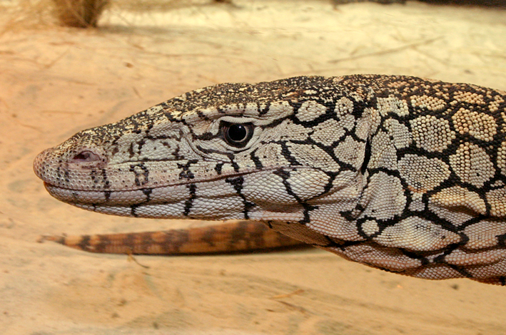 perentie portrait low res.jpg