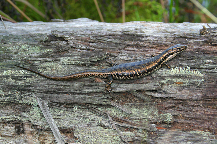 Eulamprus heatwolei low res1.jpg