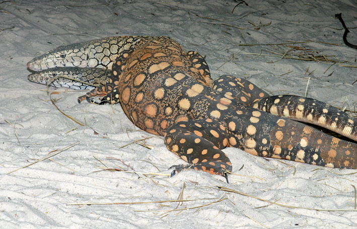 mating low res.jpg