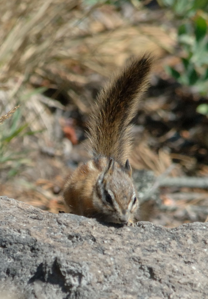 townsend chipmunk2.jpg