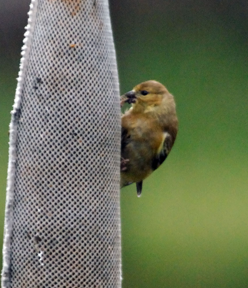 American Goldfinch2.jpg