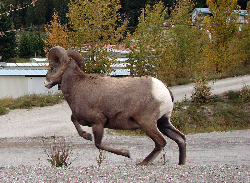 Ram  Running