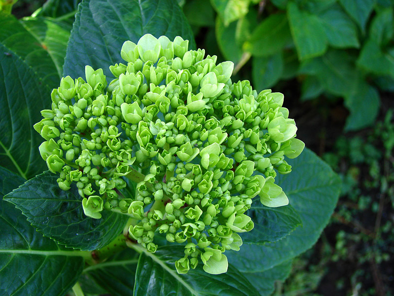 Green Hydrangea