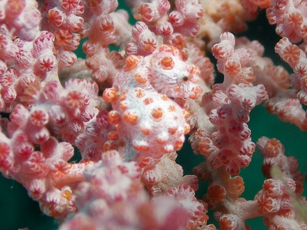 Pygmee-zeepaardje1.JPG