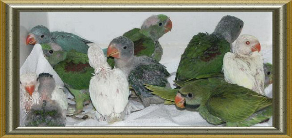 Bab Parrots IN Incubator
